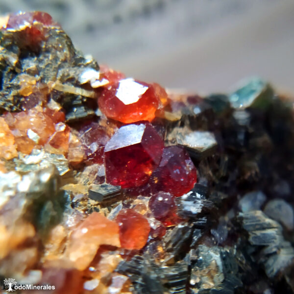 Granate Grosularia Hessonita de Liguria, Italia, mineral de colección, foto 20x